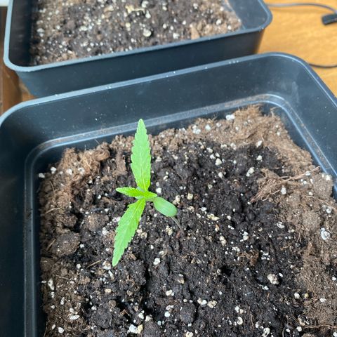 Syrup Budhha 1 growlog timeline photo