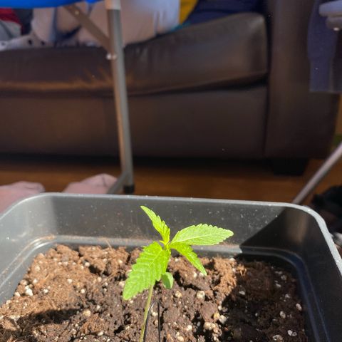 Syrup Budhha 1 growlog timeline photo