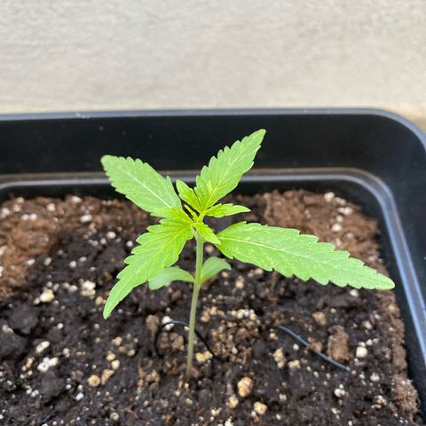 Syrup Budhha 1 growlog timeline photo