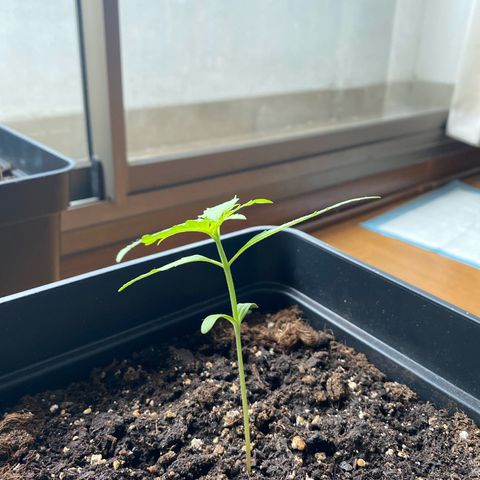 Syrup Budhha 1 growlog timeline photo