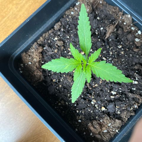 Syrup Budhha 1 growlog timeline photo
