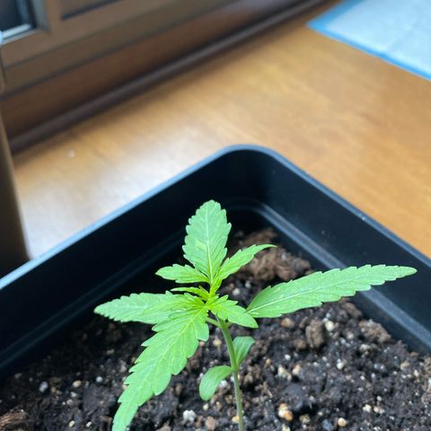 Syrup Budhha 1 growlog timeline photo