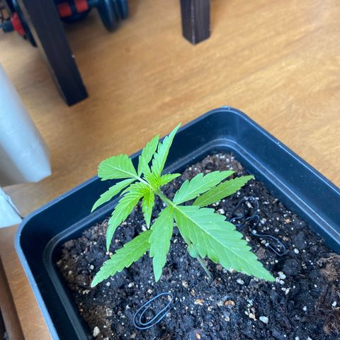 Syrup Budhha 1 growlog timeline photo