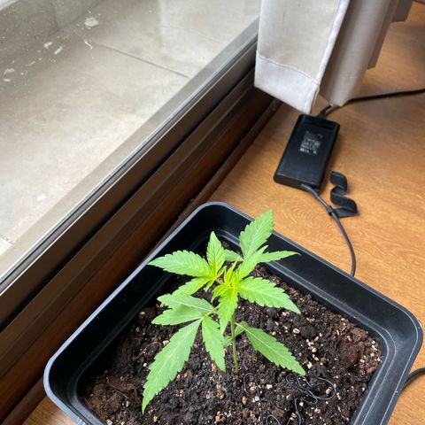 Syrup Budhha 1 growlog timeline photo