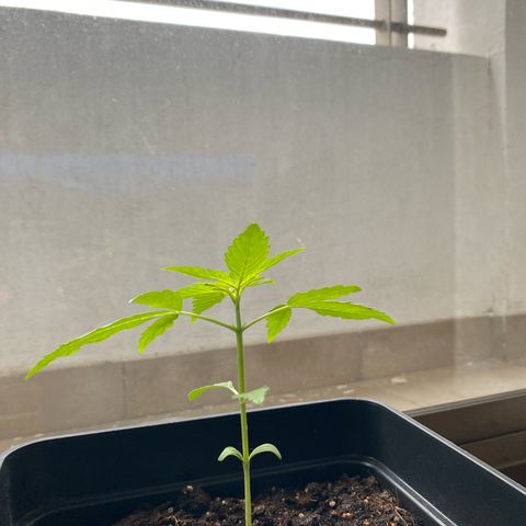 Syrup Budhha 1 growlog timeline photo