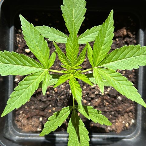 Syrup Budhha 1 growlog timeline photo