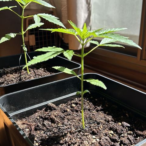 Syrup Budhha 1 growlog timeline photo