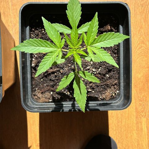 Syrup Budhha 1 growlog timeline photo