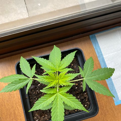 Syrup Budhha 1 growlog timeline photo