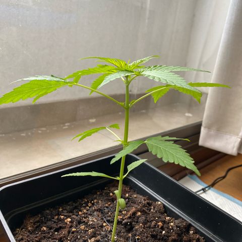 Syrup Budhha 1 growlog timeline photo