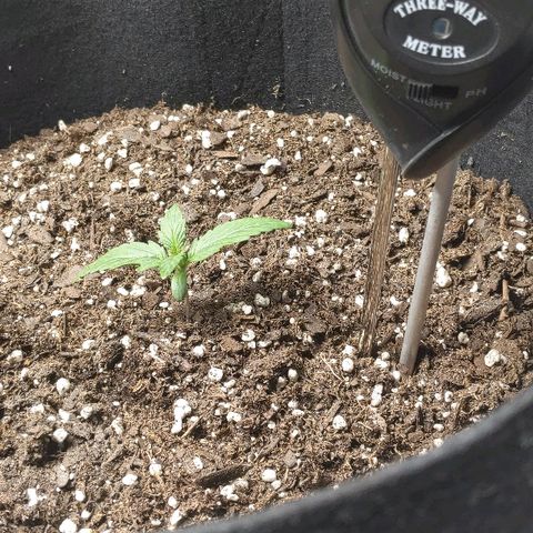 Miracle Berry Remix growlog timeline photo