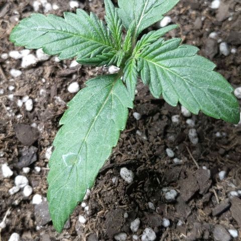 Miracle Berry Remix growlog timeline photo