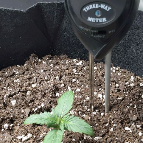 Miracle Berry Remix growlog timeline photo
