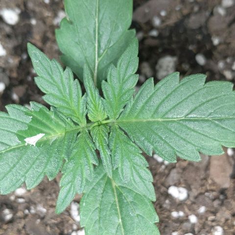 Miracle Berry Remix growlog timeline photo