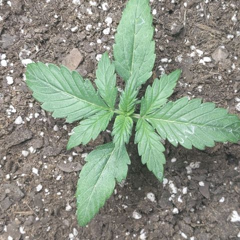Miracle Berry Remix growlog timeline photo