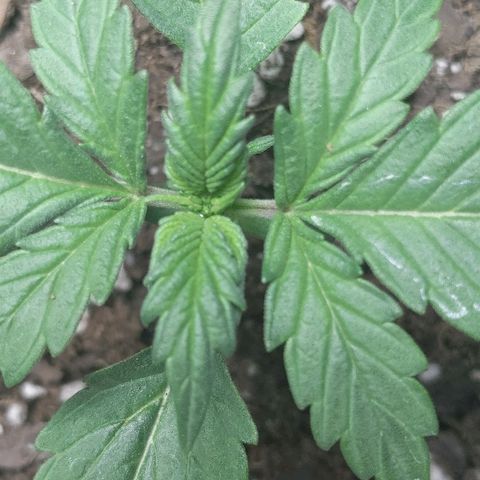 Miracle Berry Remix growlog timeline photo