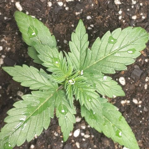Miracle Berry Remix growlog timeline photo
