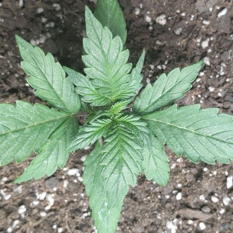 Miracle Berry Remix growlog timeline photo