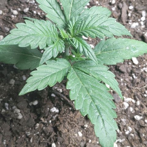 Miracle Berry Remix growlog timeline photo