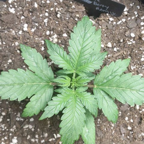 Miracle Berry Remix growlog photo: Developing 3rd and 4th node
