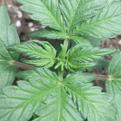 Miracle Berry Remix growlog photo: Developing 3rd and 4th node