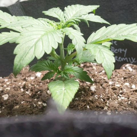 Miracle Berry Remix growlog photo: Developing 3rd and 4th node