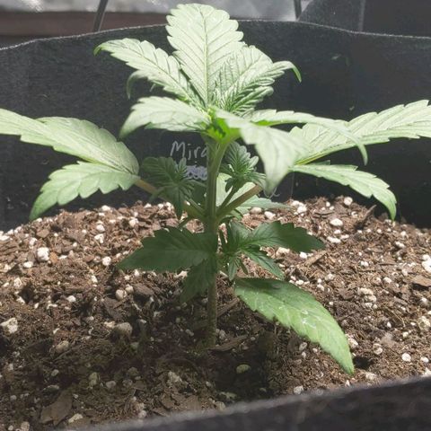 Miracle Berry Remix growlog timeline photo