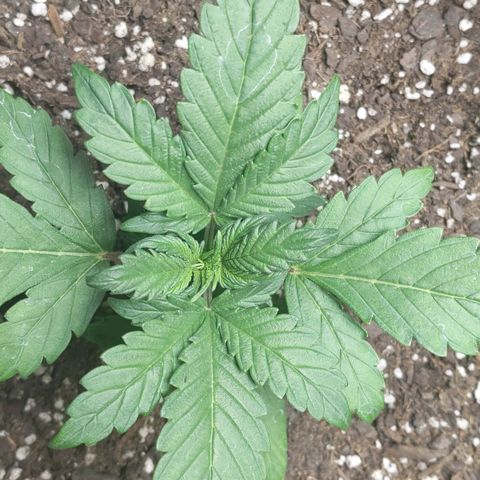 Miracle Berry Remix growlog timeline photo
