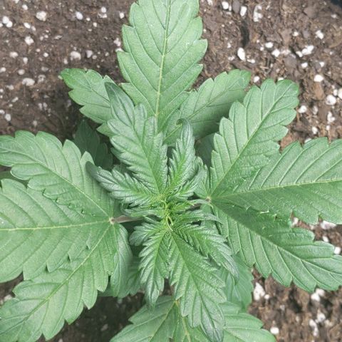 Miracle Berry Remix growlog timeline photo