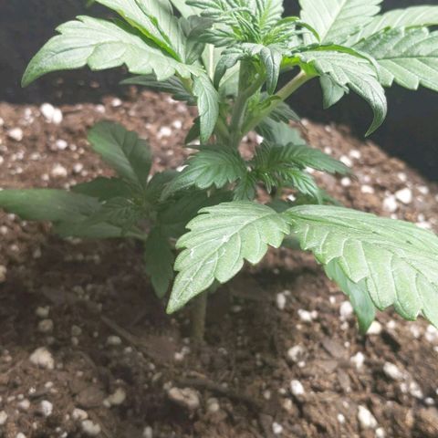 Miracle Berry Remix growlog timeline photo