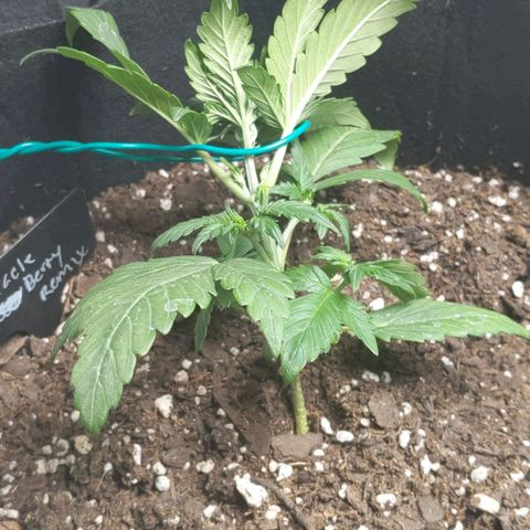 Miracle Berry Remix growlog photo: Started lst