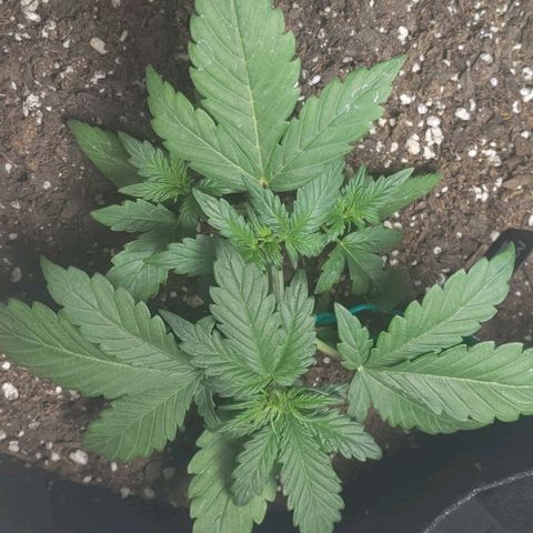 Miracle Berry Remix growlog timeline photo
