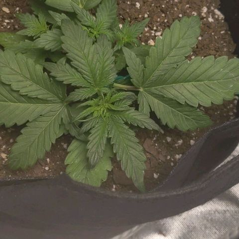 Miracle Berry Remix growlog timeline photo