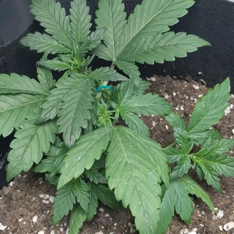 Miracle Berry Remix growlog timeline photo