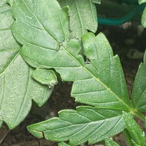 Miracle Berry Remix growlog timeline photo