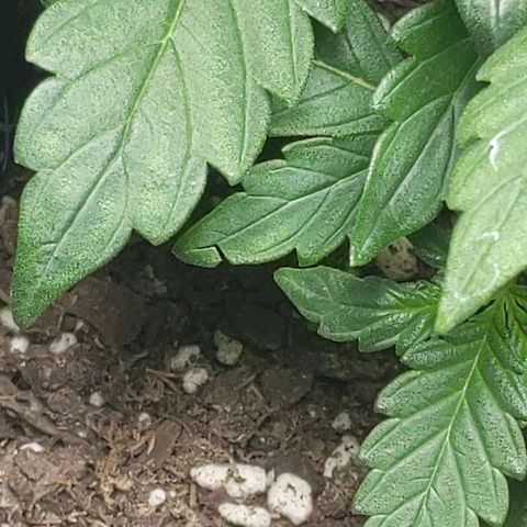 Miracle Berry Remix growlog timeline photo