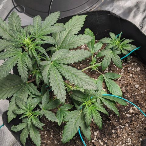 Miracle Berry Remix growlog timeline photo