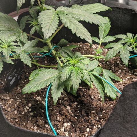 Miracle Berry Remix growlog timeline photo