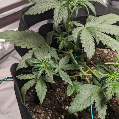 Miracle Berry Remix growlog timeline photo