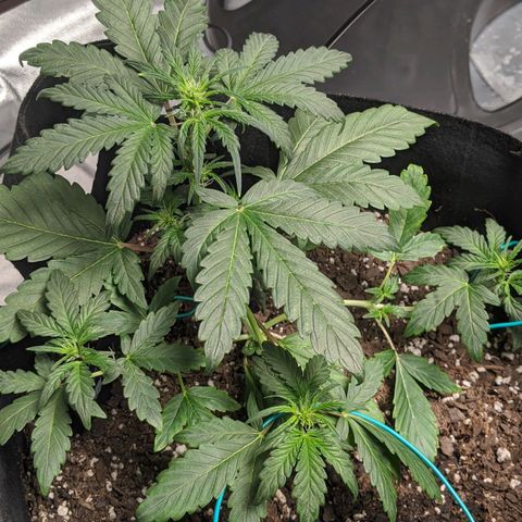 Miracle Berry Remix growlog timeline photo