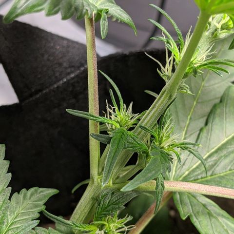 Miracle Berry Remix growlog timeline photo
