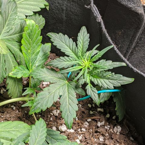 Miracle Berry Remix growlog timeline photo