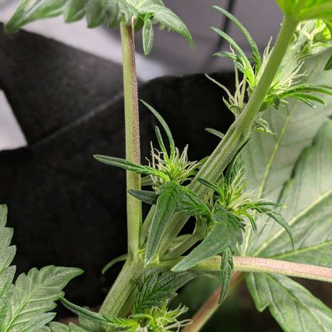 Miracle Berry Remix growlog timeline photo