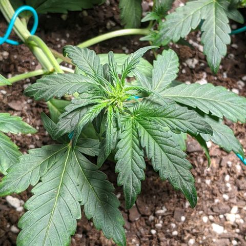 Miracle Berry Remix growlog timeline photo
