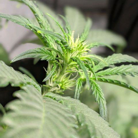 Miracle Berry Remix growlog timeline photo
