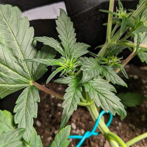 Miracle Berry Remix growlog timeline photo