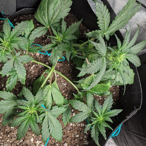 Miracle Berry Remix growlog timeline photo