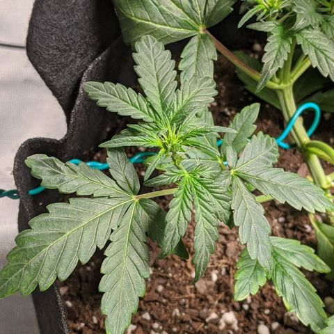 Miracle Berry Remix growlog timeline photo