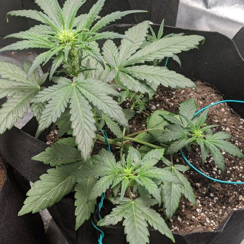 Miracle Berry Remix growlog timeline photo