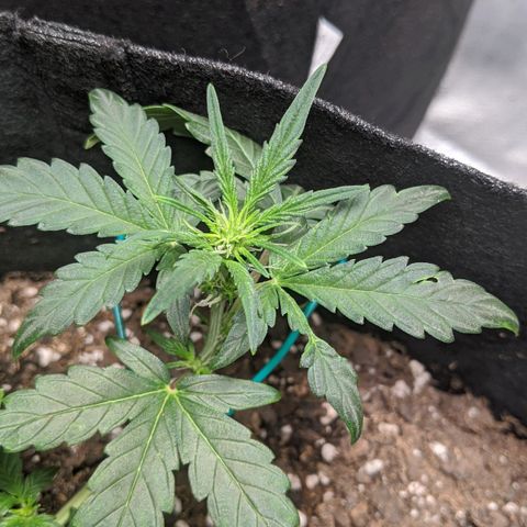 Miracle Berry Remix growlog timeline photo
